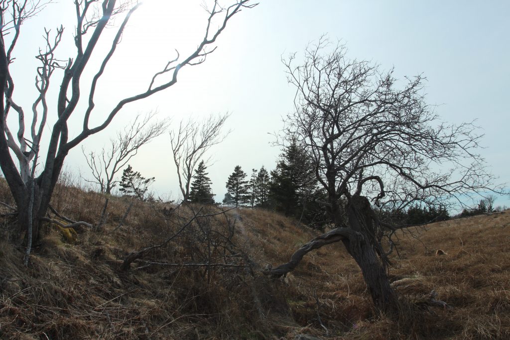 Header image for the Rule of Three - trees backlit by sunlight